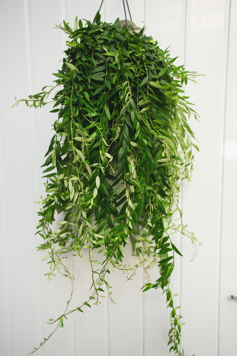 aeschynanthus japhrolepis – Eszynantus aeschynanthus japhrolepis – Eszynantus