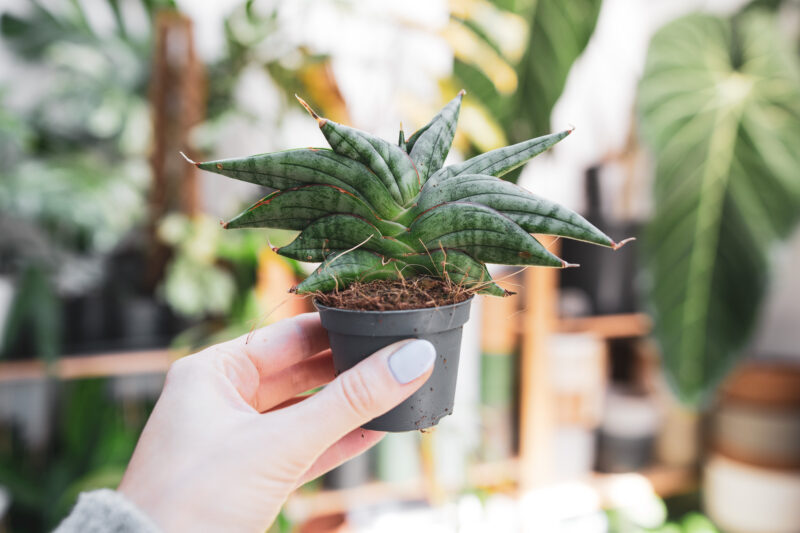 Sansevieria ‘Classic Fan’ Sansevieria ‘Classic Fan’