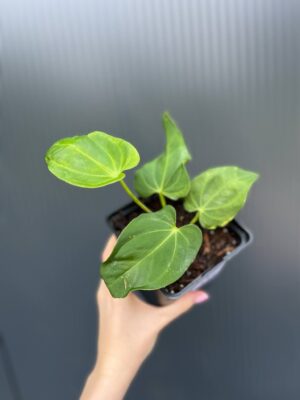 Anthurium villenaorum x papillilaminum