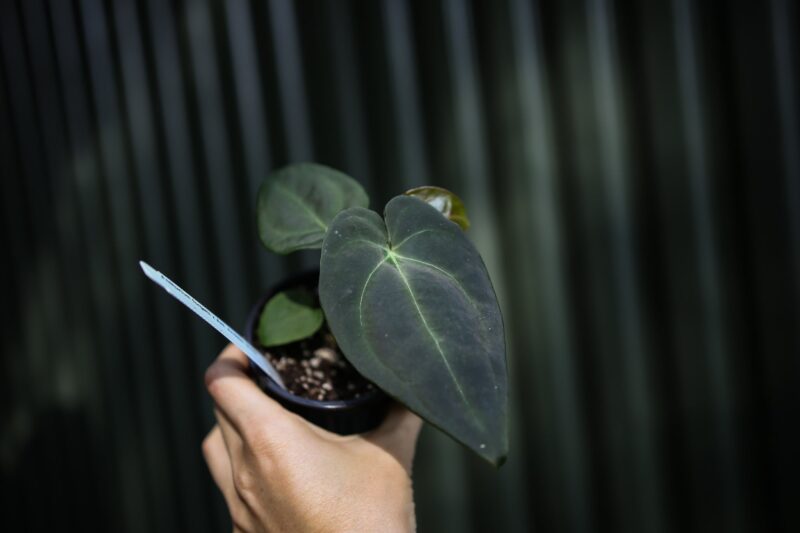 Anthurium Forgetii x Andean Moon Anthurium Forgetii x Andean Moon
