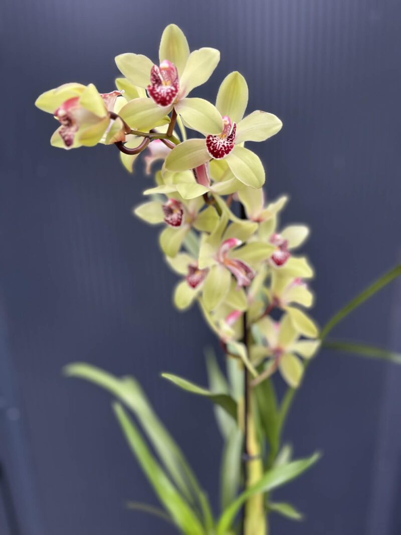 Storczyk cymbidium Orchidea mix kolorów