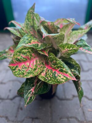 Aglaonema ‘Avocado Red’