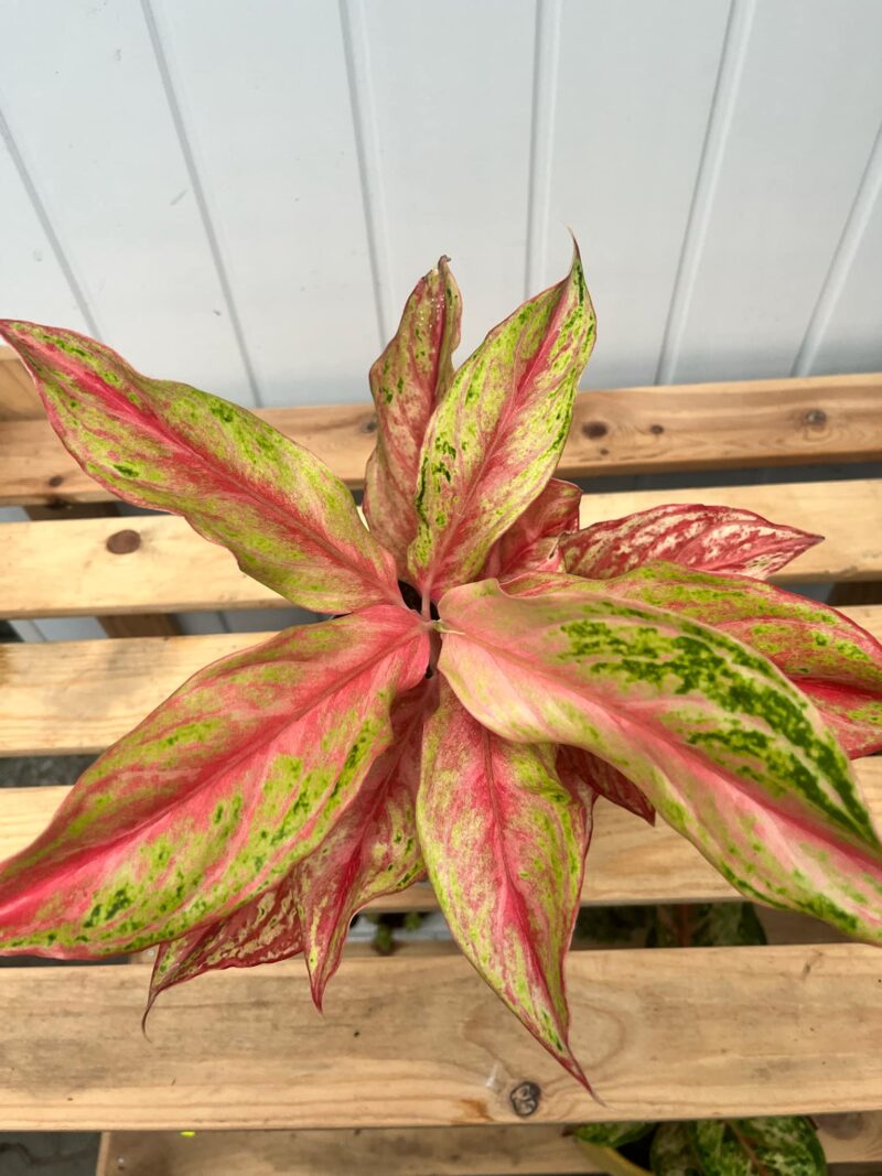 Aglaonema Tahiti Red Aglaonema Tahiti Red