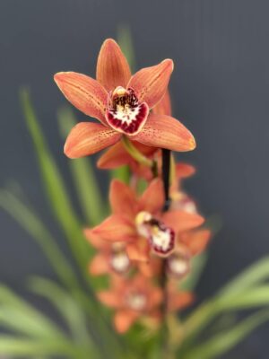 Storczyk cymbidium Orchidea mix kolorów
