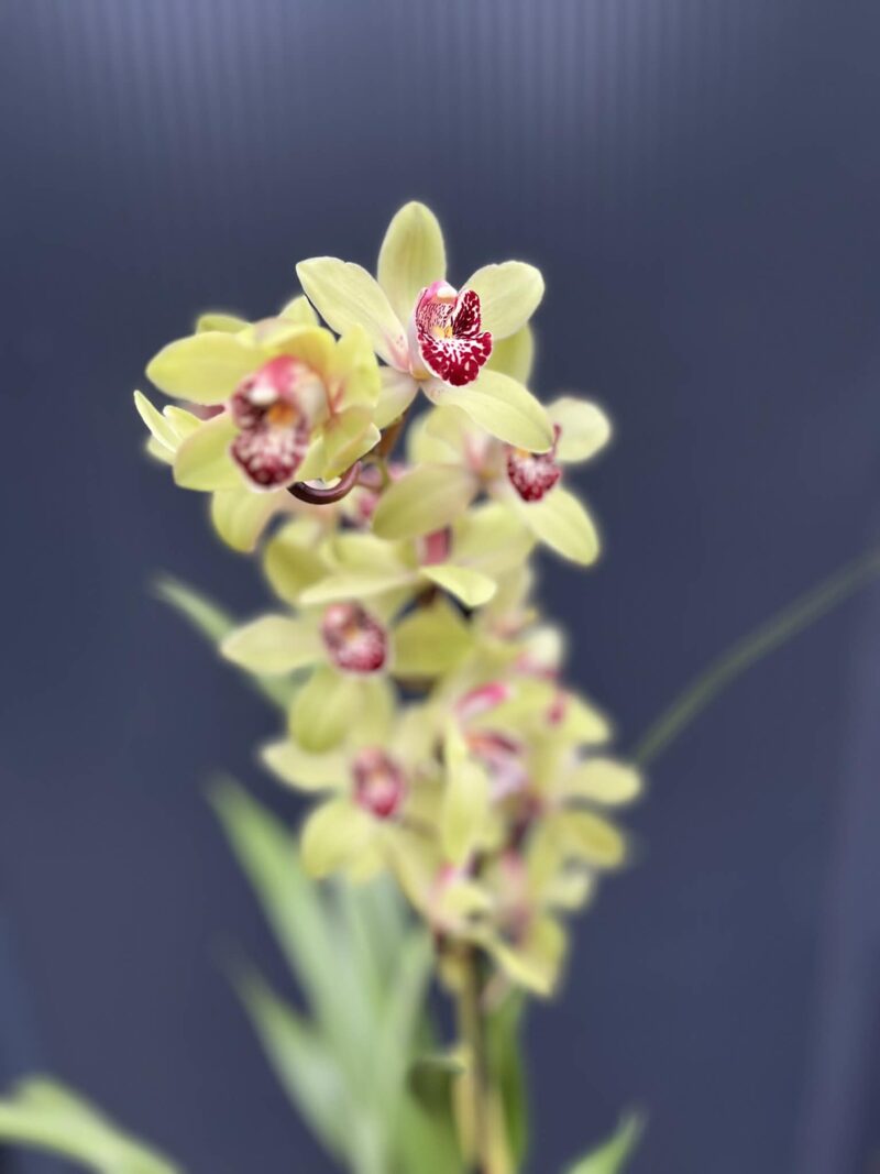 Storczyk cymbidium Orchidea mix kolorów