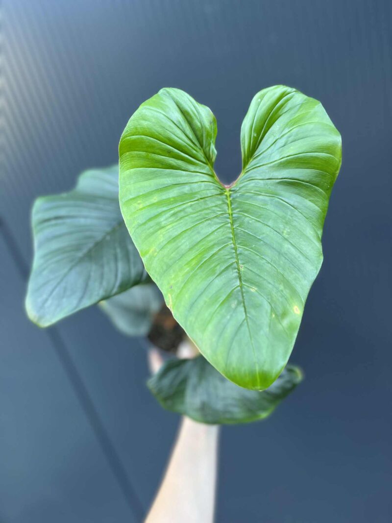Philodendron Serpens