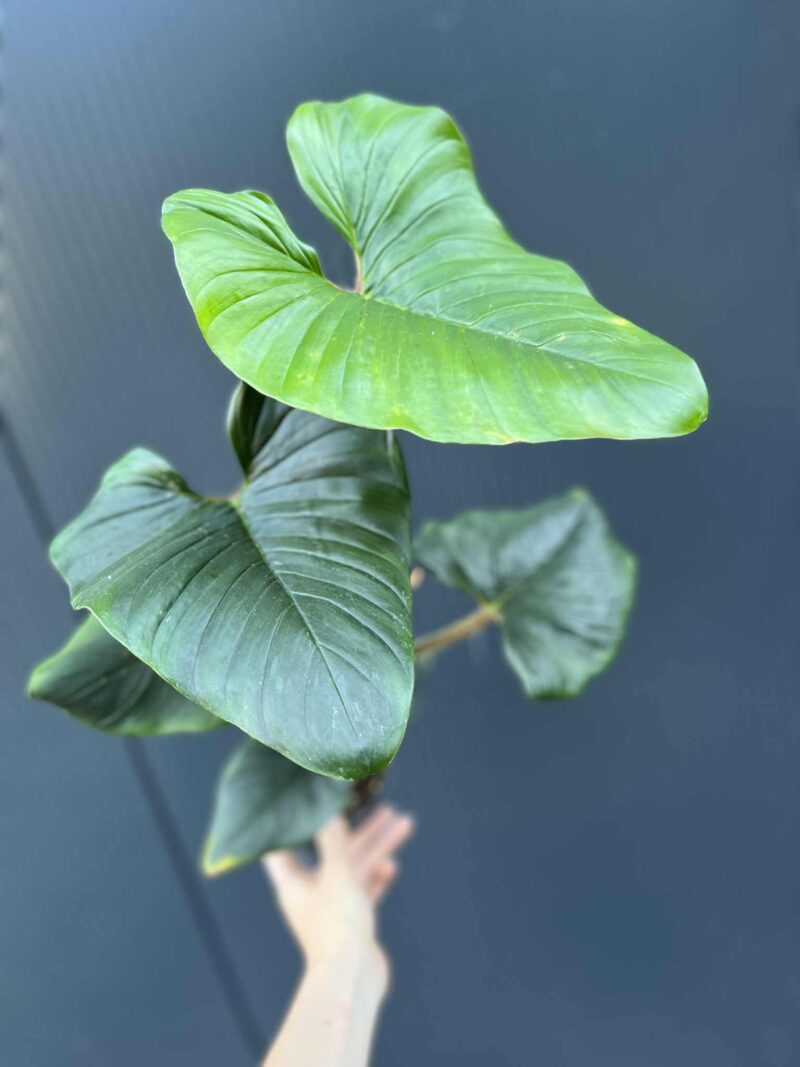 Philodendron Serpens