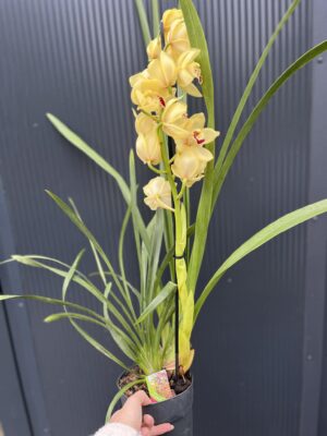 Storczyk cymbidium Orchidea mix kolorów