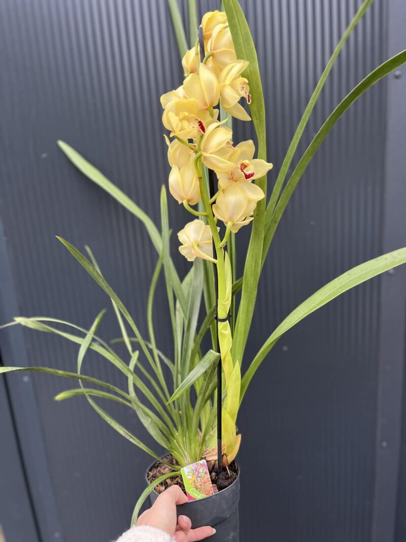 Storczyk cymbidium Orchidea mix kolorów