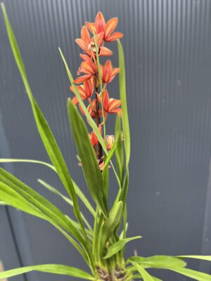 Storczyk cymbidium Orchidea mix kolorów