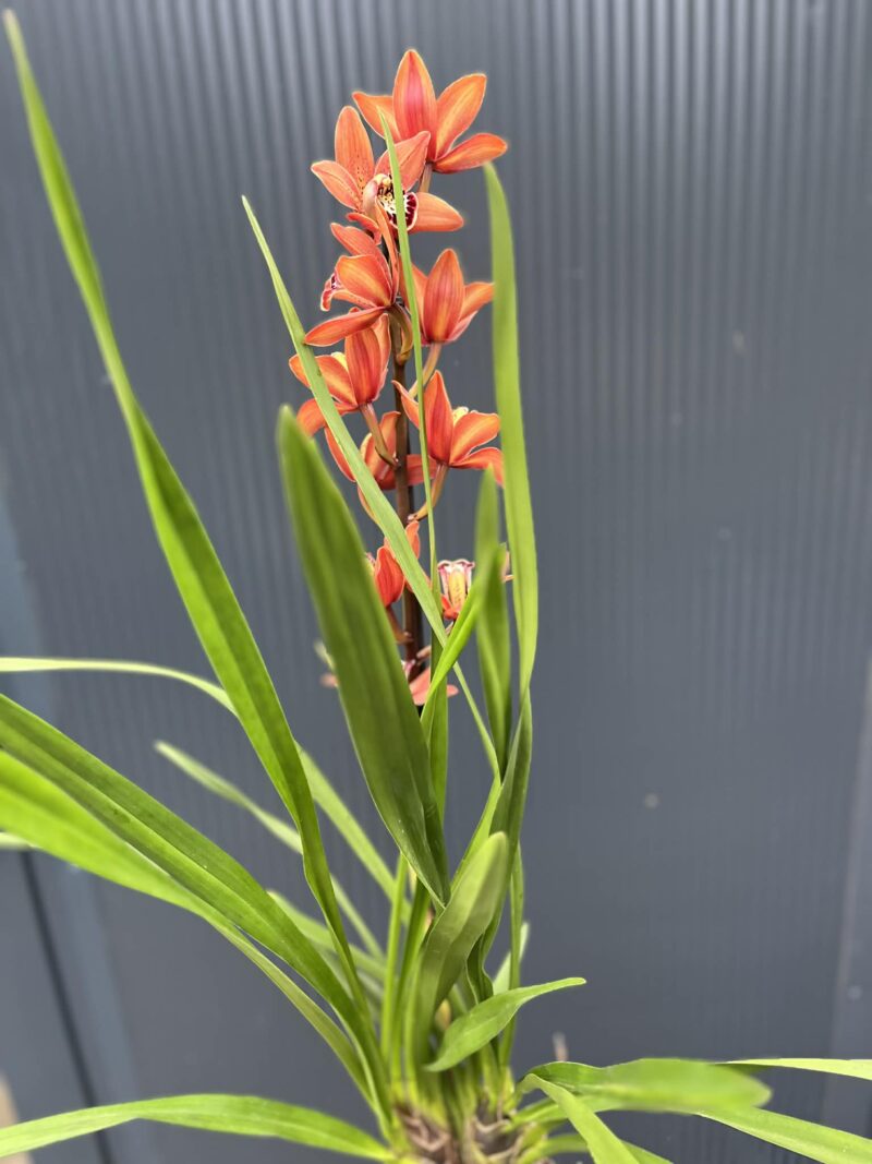 Storczyk cymbidium Orchidea mix kolorów