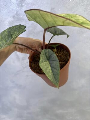 Alocasia Platinum Variegata