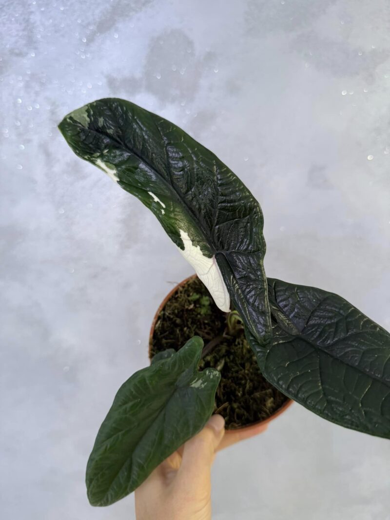 Alocasia Scalprum Albo Variegata Alocasia Scalprum Albo Variegata