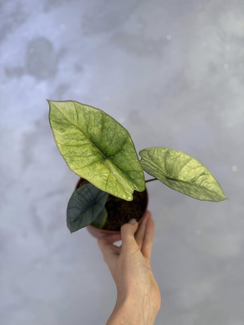 Alocasia Platinum Variegata Alocasia Platinum Variegata