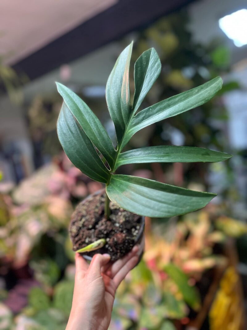 Rhaphidophora decursiva Rhaphidophora decursiva