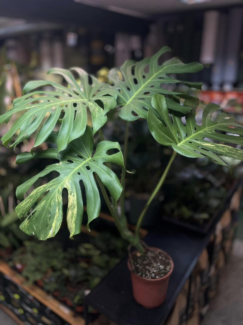 Monstera variegata aurea sport z nasion XL Monstera variegata aurea sport z nasion XL