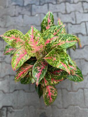 Aglaonema ‘Avocado Red’