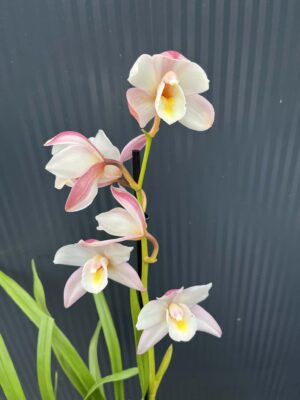 Storczyk cymbidium Orchidea mix kolorów