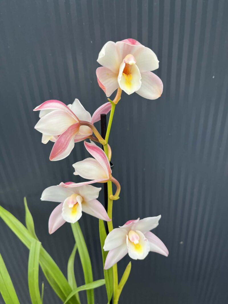 Storczyk cymbidium Orchidea mix kolorów