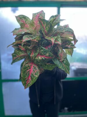 Aglaonema ‘Avocado Red’