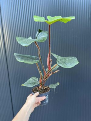 Philodendron Serpens