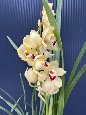 Storczyk cymbidium Orchidea mix kolorów