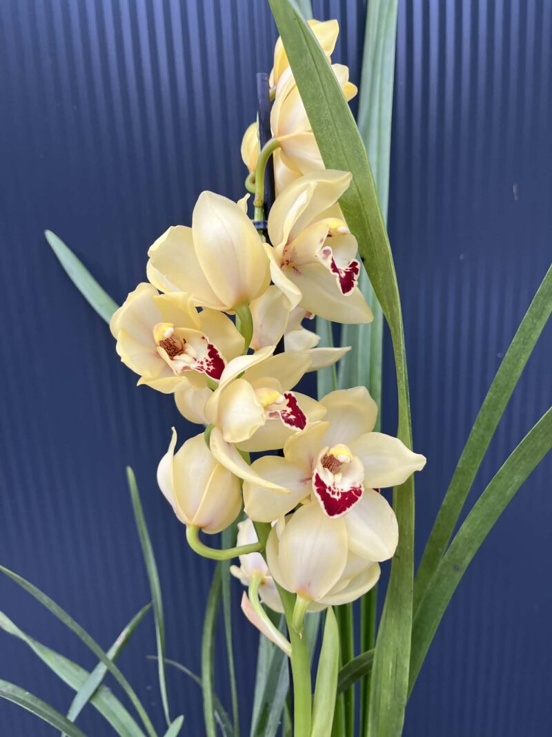 Storczyk cymbidium Orchidea mix kolorów