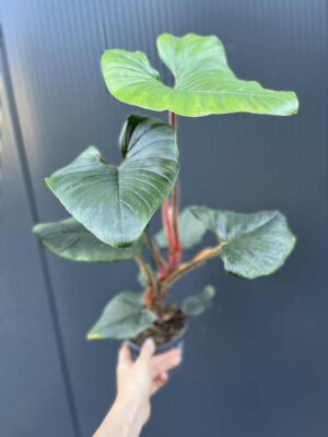 Philodendron Serpens