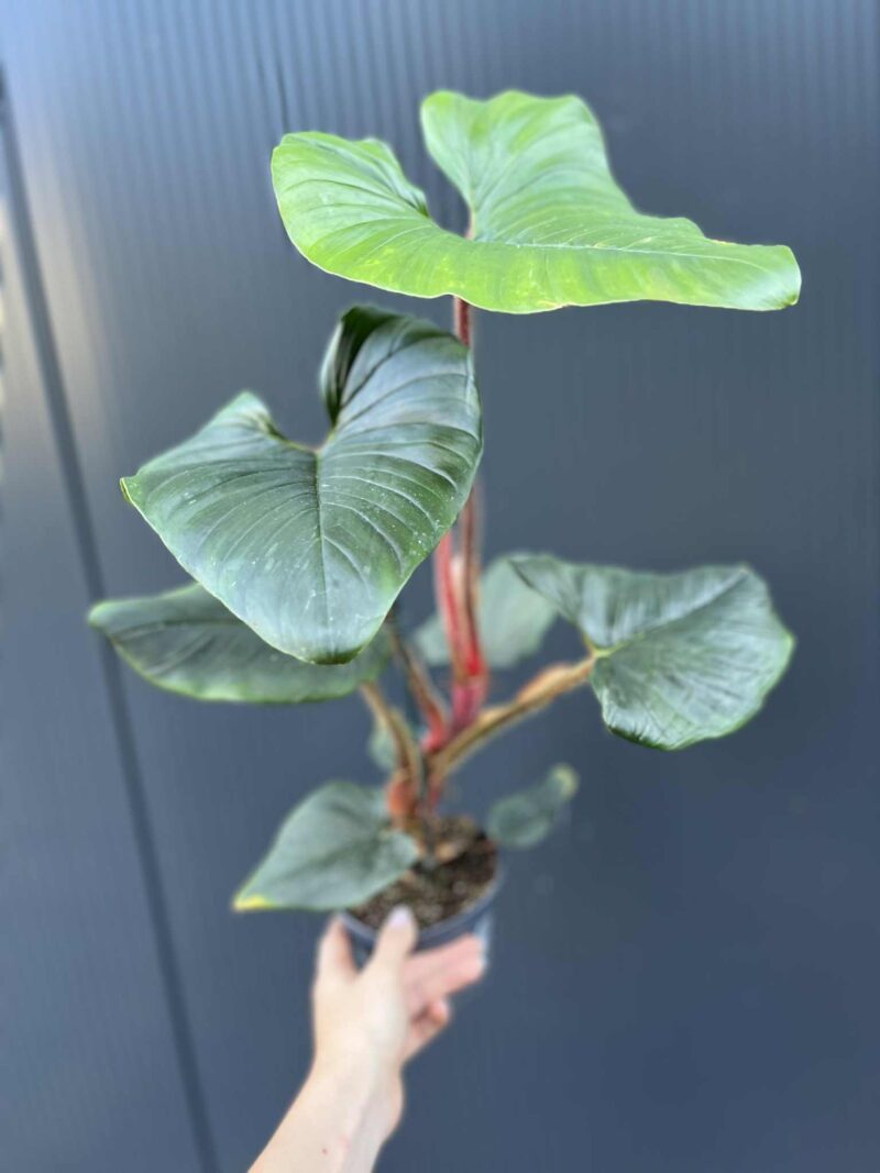 Philodendron Serpens