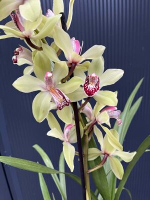 Storczyk cymbidium Orchidea mix kolorów