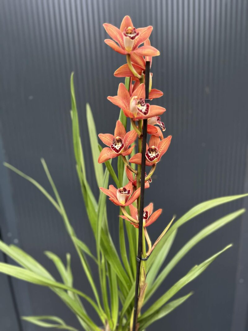 Storczyk cymbidium Orchidea mix kolorów