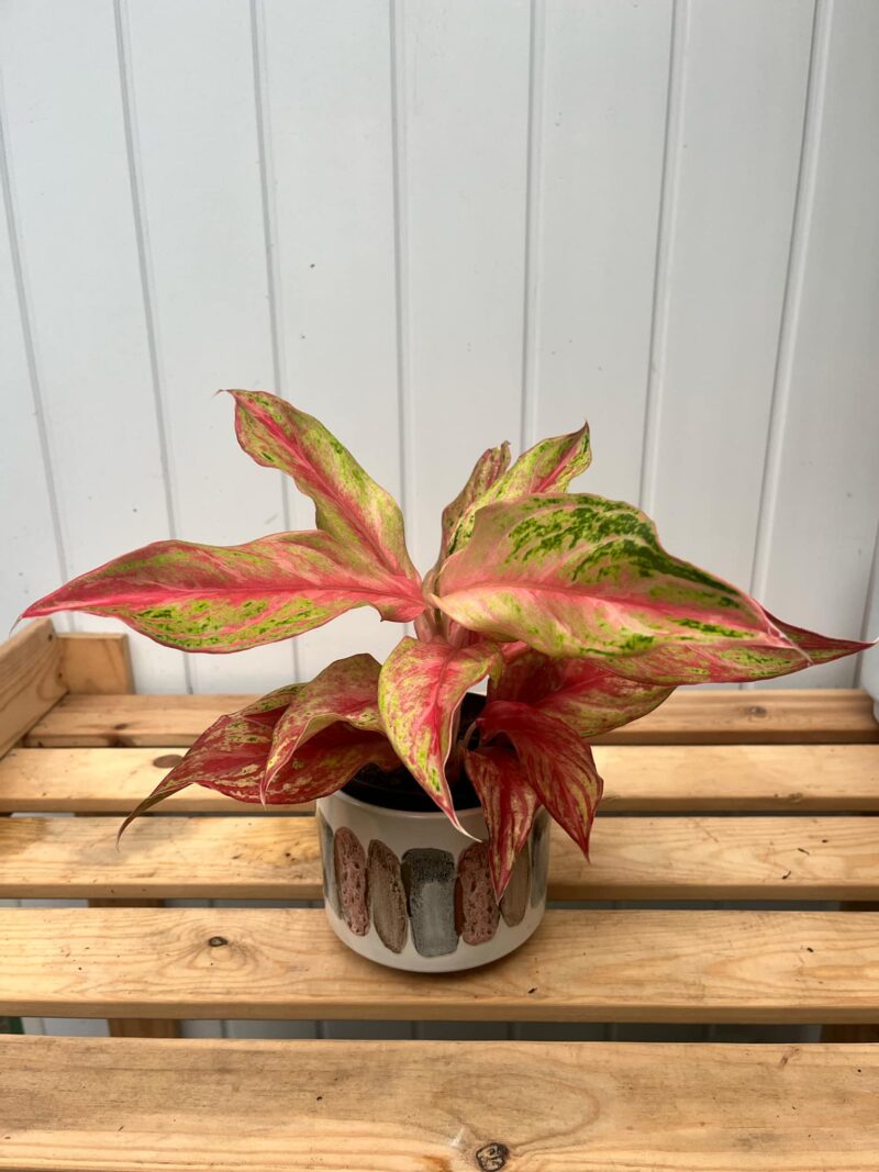 Aglaonema Tahiti Red