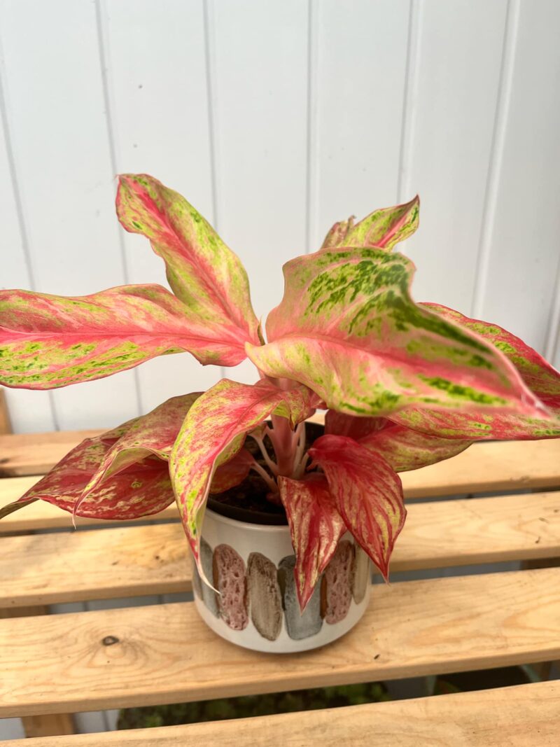 Aglaonema Tahiti Red