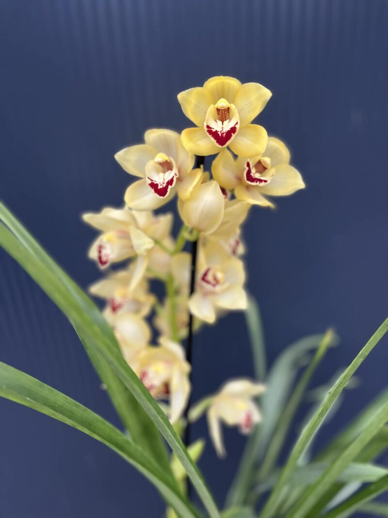 Storczyk cymbidium Orchidea mix kolorów