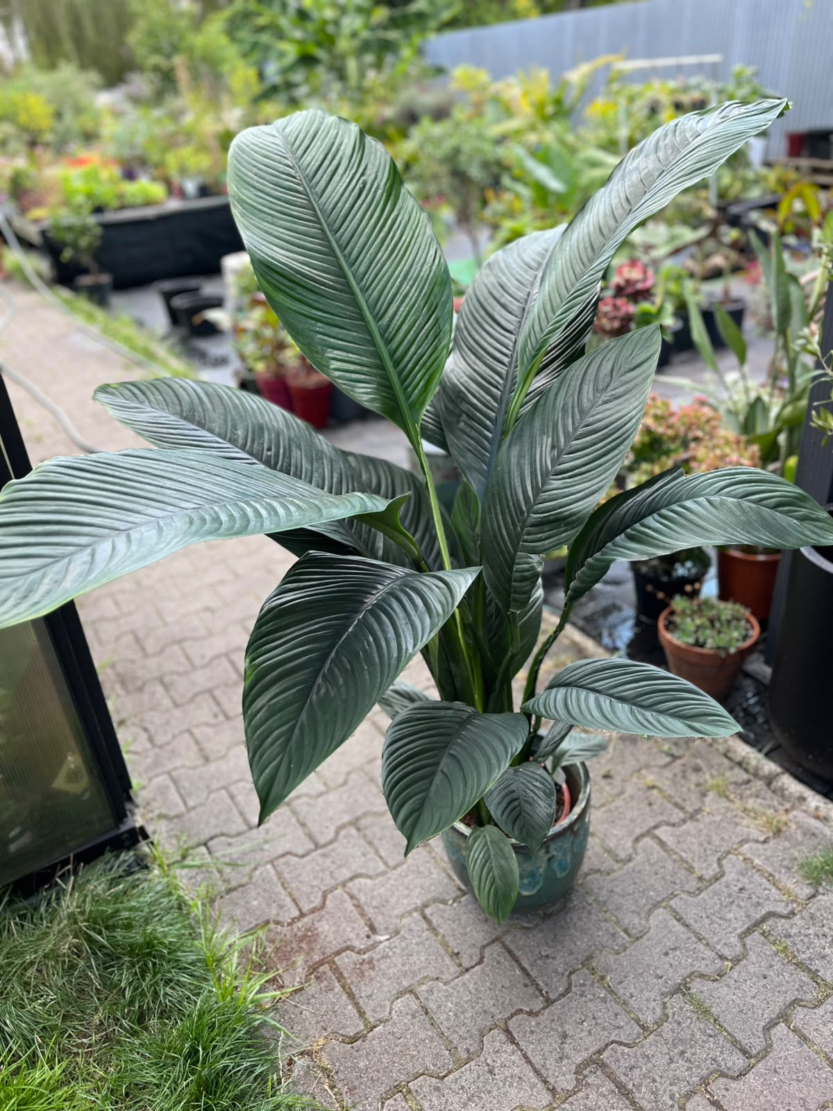 Spathiphyllum 'Sensation' | Skrzydłokwiat