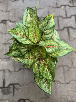 Aglaonema Pistachio Pink