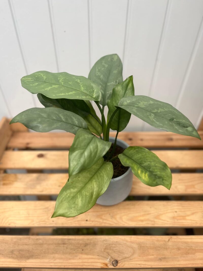 Aglaonema Grey