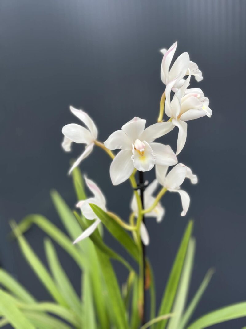 Storczyk cymbidium Orchidea mix kolorów