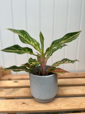 Aglaonema Twiggy Red