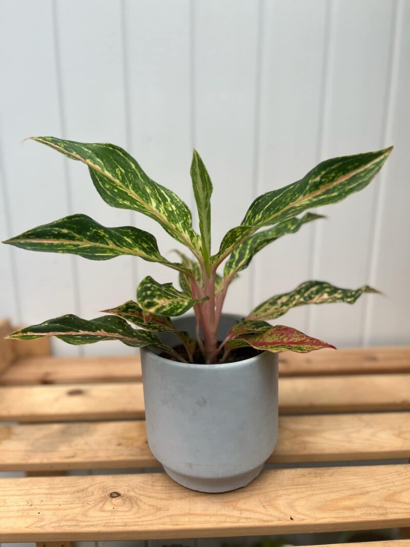 Aglaonema Twiggy Red