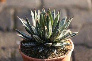 Agave victoriae-regina