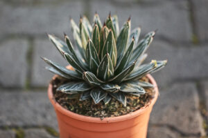 Agave victoriae-regina