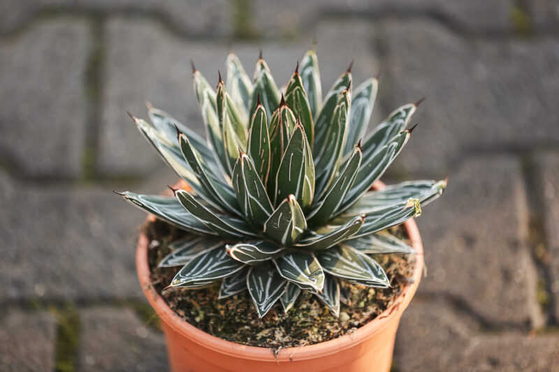 Agave victoriae-regina Agave victoriae-regina