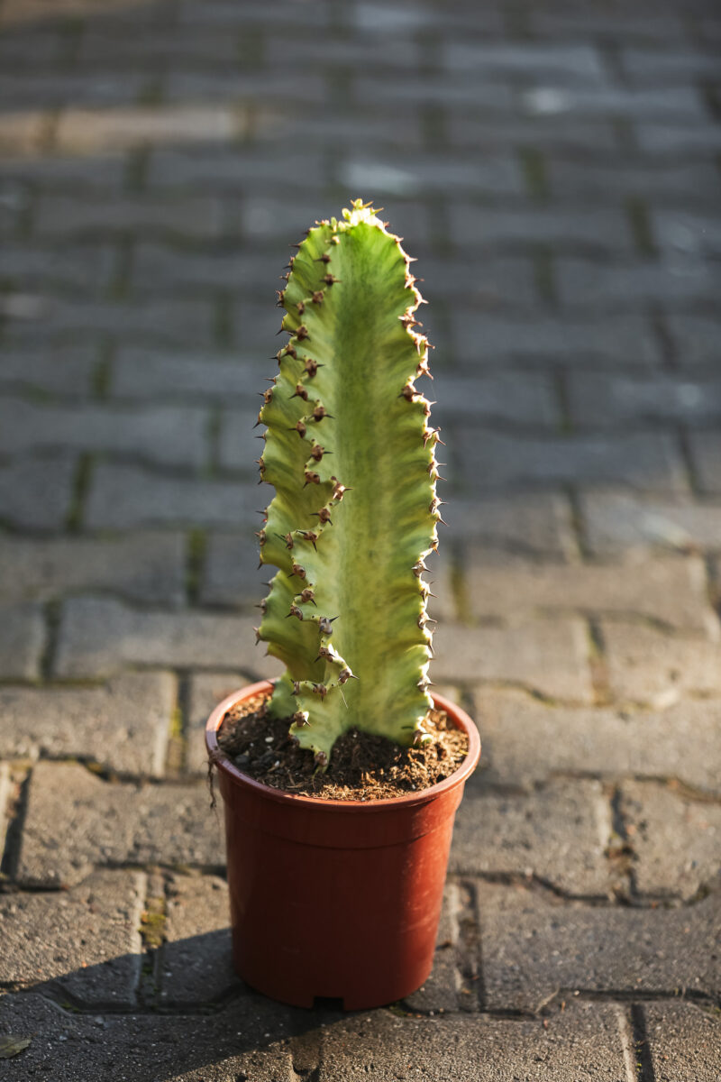 Euphorbia ingens ‘Variegata’ Euphorbia ingens ‘Variegata’