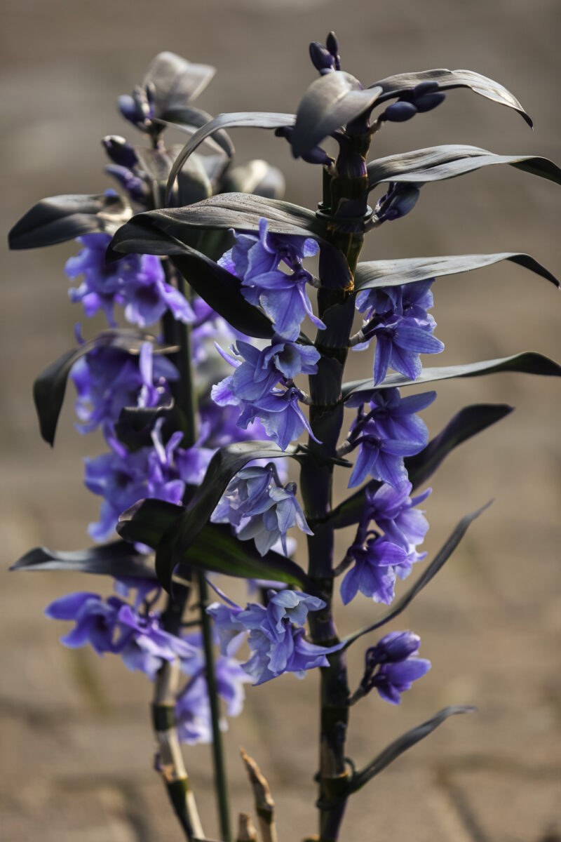 Dendrobium nobile Star Class Apollon