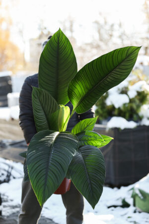 Spathiphyllum ‘Sensation’ | Skrzydłokwiat