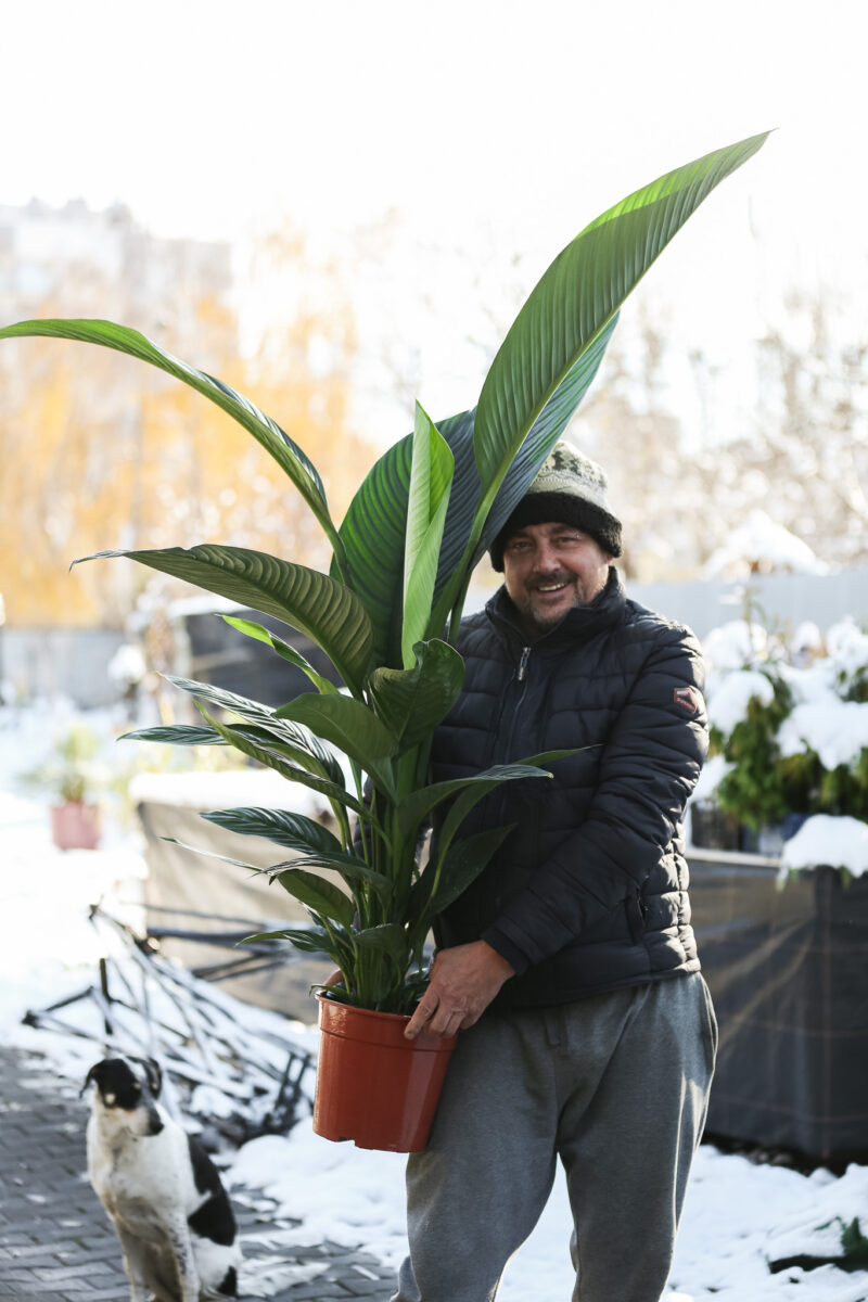 Spathiphyllum ‘Sensation’ | Skrzydłokwiat Spathiphyllum ‘Sensation’ | Skrzydłokwiat