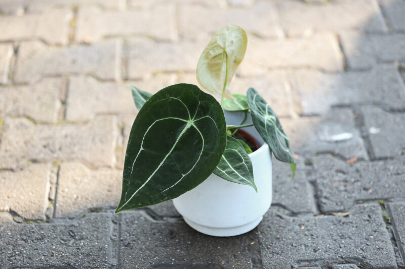 Anthurium Forgetii Anthurium Forgetii
