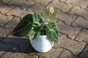Anthurium Forgetii