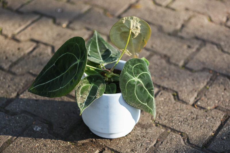 Anthurium Forgetii